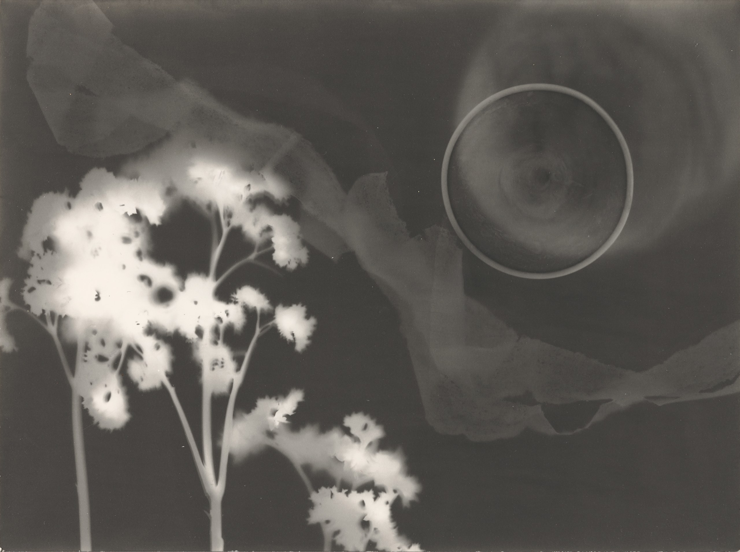 photogramme de fleurs et autre objets, l'image et en blanc sur noir