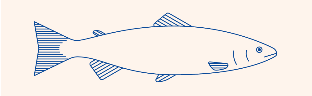 illustration du saumon atlantique