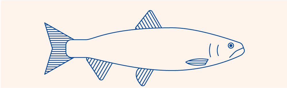 illustration de la truite de mer